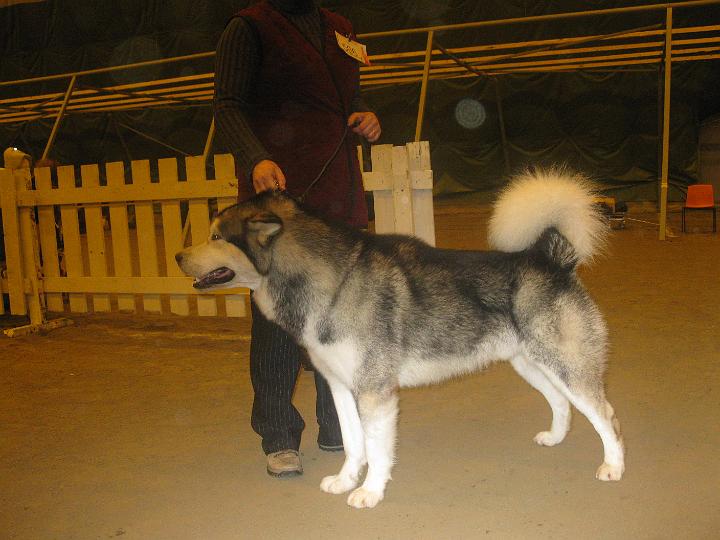 Kajaani09 012.jpg - Snoopy Face Antwerpen "Antti" VAL ERI / 1, PU1, CACIB, ROP